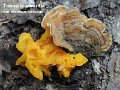 Tremella aurantia-amf1835-sur Stereum hirsutum